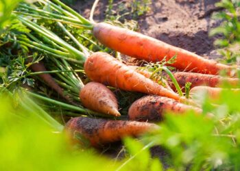 zanahorias