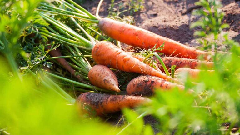 zanahorias