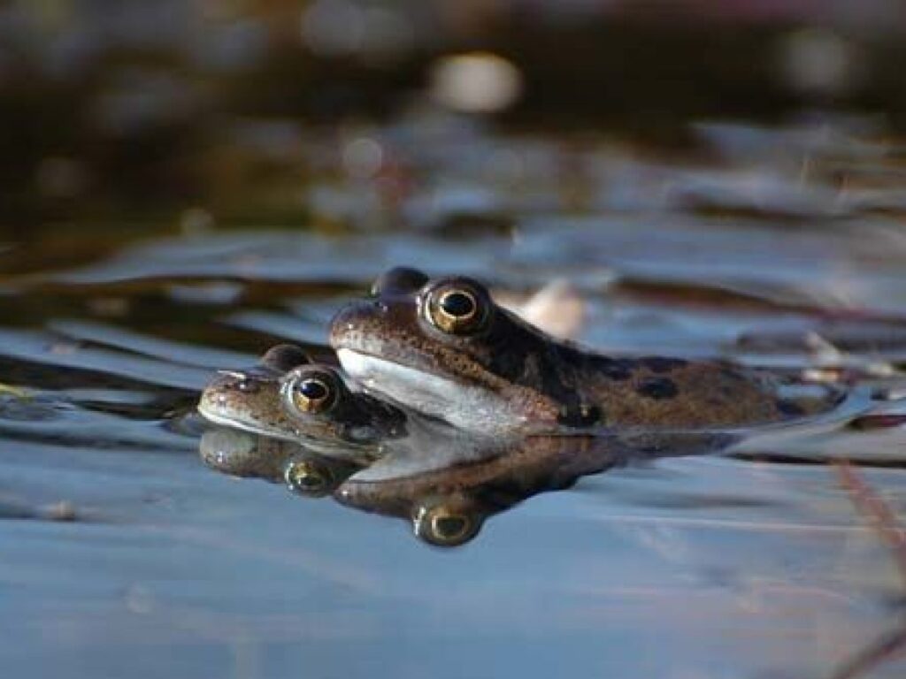 En peligro de extinción, 53% de anfibios en México