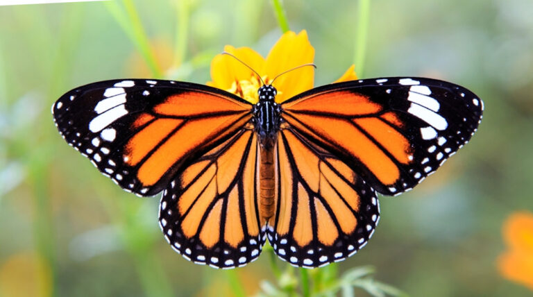 mariposa-monarca-el-alma-de-los-muertos