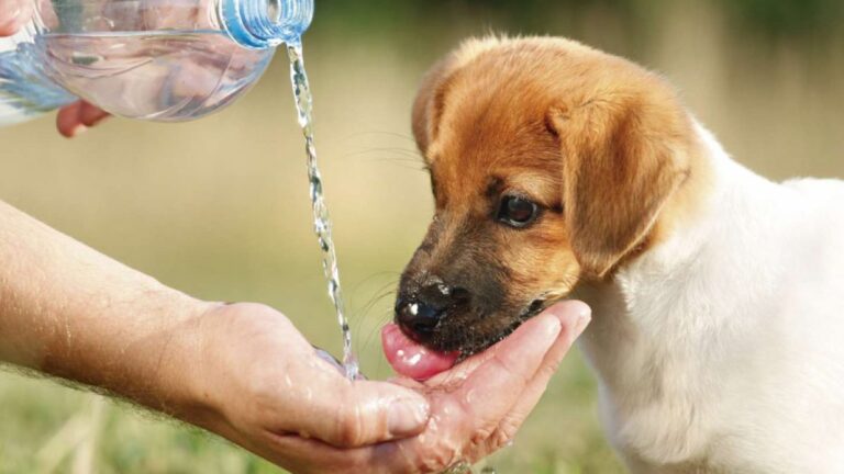 Mascotas-Calor-