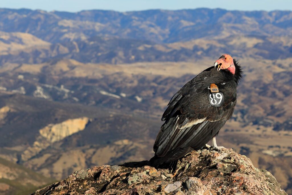 condor-california-mexico
