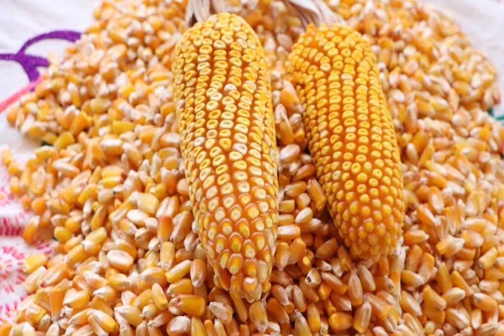 Trabajan Agricultura y la ONU en proyectos de maíces nativos