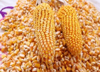 Trabajan Agricultura y la ONU en proyectos de maíces nativos