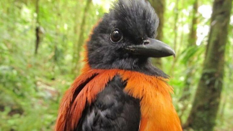 pitohui-1228705_widexl
