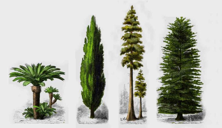 plantas-vasculares
