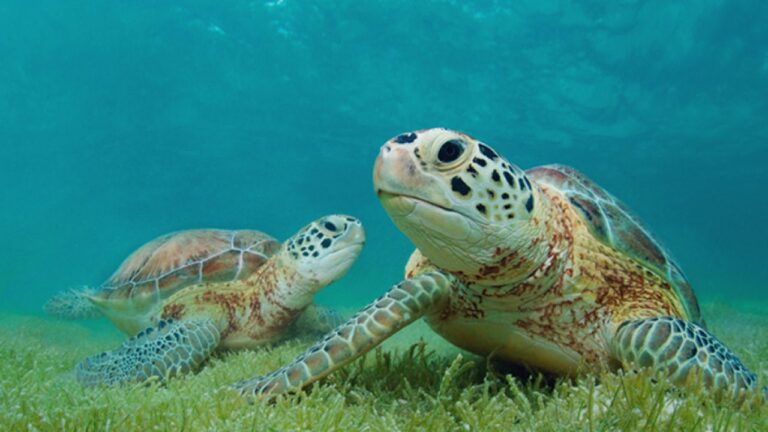 tortugas-marinas-curiosidades