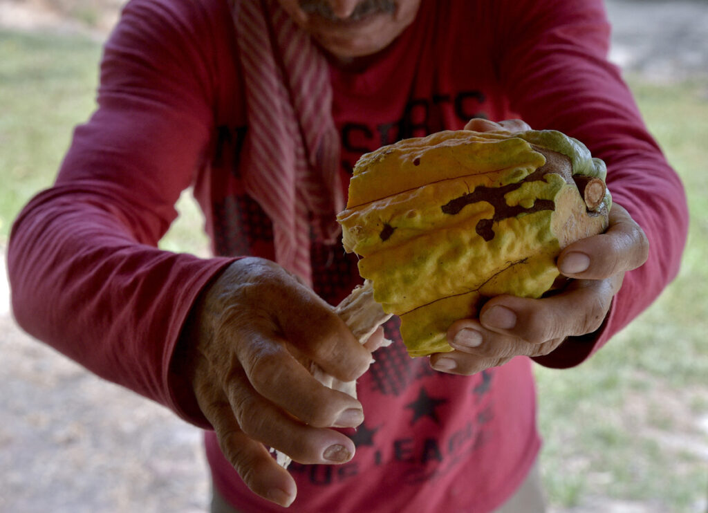 DOUNIAMAG-COLOMBIA-PEACE-COCA-COCOA
