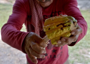 Farmer Uriel Casallas checks his cocoa bean crop near Guerima village, in the municipality of Cumaribo, Vichada department, eastern Colombia, on February 17, 2017. - Farmers who grew coca for years in the "triangle of evil", a former bastion of the Medellin cartel and FARC guerrillas in eastern Colombia, are now betting on a cocoa bonanza, in times of peace. (Photo by GUILLERMO LEGARIA / AFP) / TO GO WITH APF STORY BY RODRIGO ALMONACID