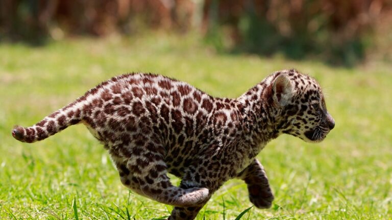 jaguar bebe