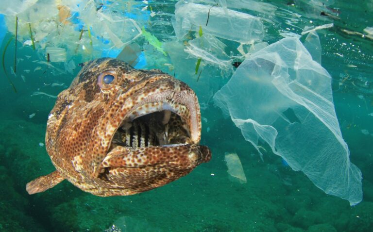 microplasticos-fuentes-importantes-contaminacion-oceano