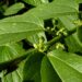 Hallan sustancia medicinal en planta abundante en México