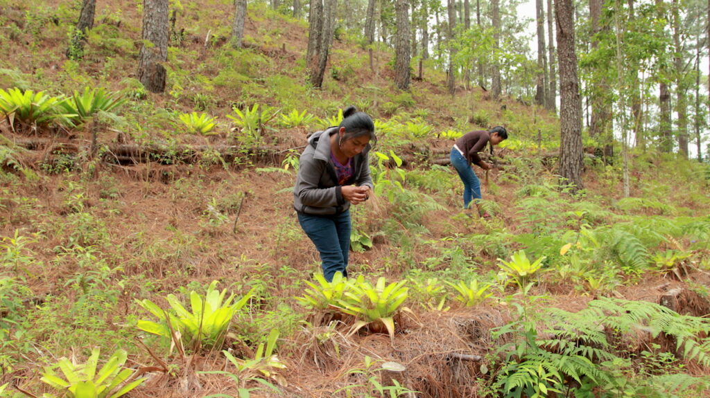 Abren convocatoria del Premio Nacional al Mérito Forestal