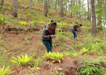 Abren convocatoria del Premio Nacional al Mérito Forestal