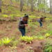 Abren convocatoria del Premio Nacional al Mérito Forestal