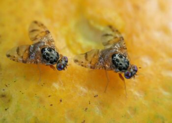 Lanzan operativo por mosca del Mediterráneo en Cancún