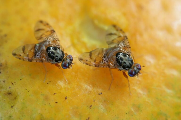 Lanzan operativo por mosca del Mediterráneo en Cancún