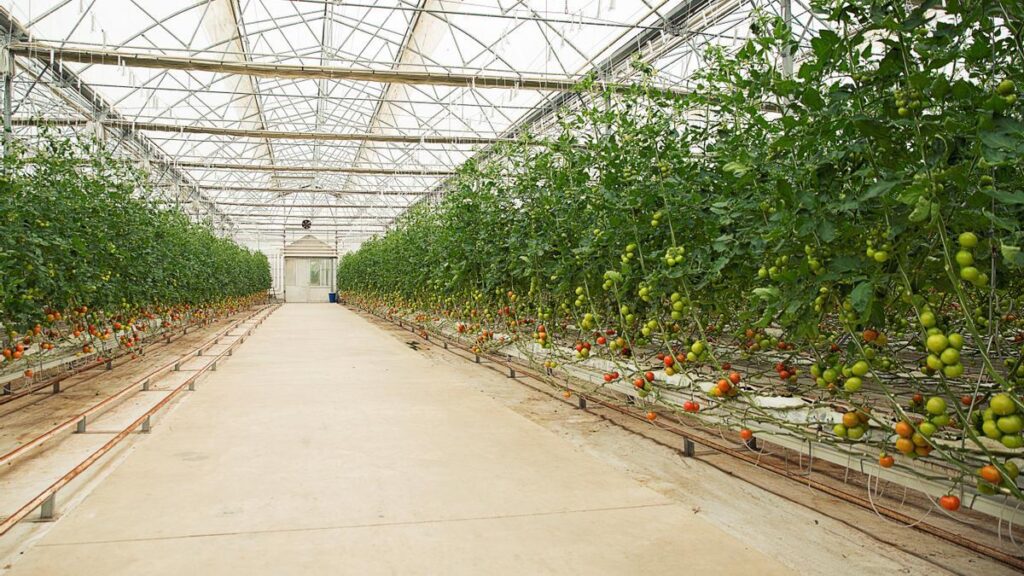 Plantean uso de nanoburbujas en la agricultura