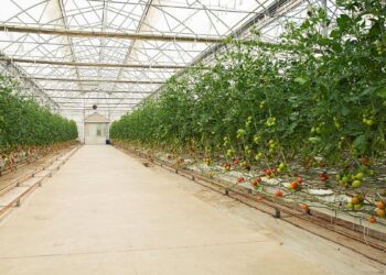 Plantean uso de nanoburbujas en la agricultura