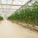 Plantean uso de nanoburbujas en la agricultura