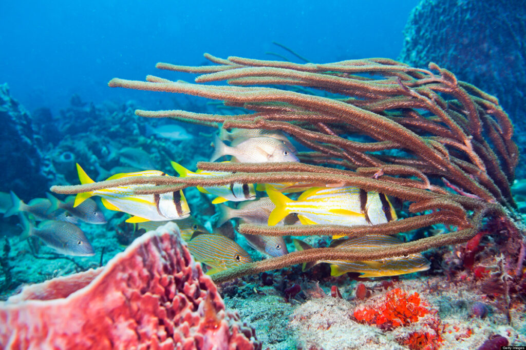 Corales de Florida resienten ola de calor extremo