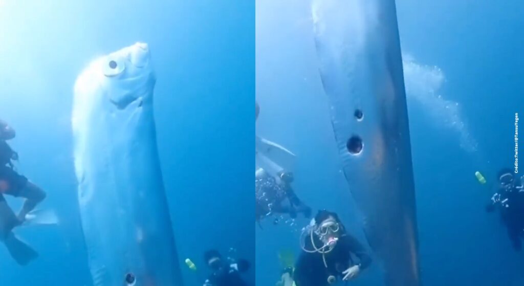 captan-a-pez-remo-en-el-mar