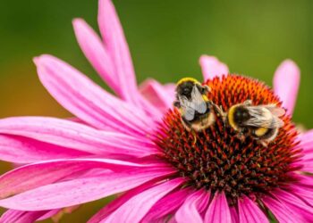 México preside Promote Pollinators por su política a favor de polinizadores