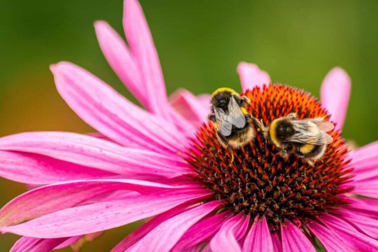 México preside Promote Pollinators por su política a favor de polinizadores