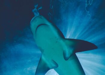 Revelan que tiburones ingieren cocaína que los carteles tiran al mar