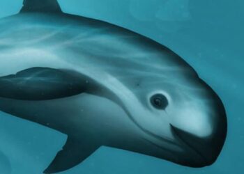 Científicos hallan 13 vaquitas marinas en el Golfo de California