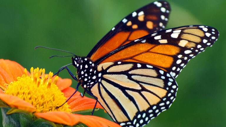 mariposa