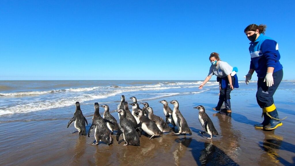 pingüinos