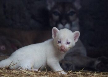 Nace puma albino en un zoológico de Nicaragua