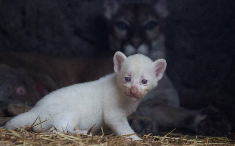 Nace puma albino en un zoológico de Nicaragua