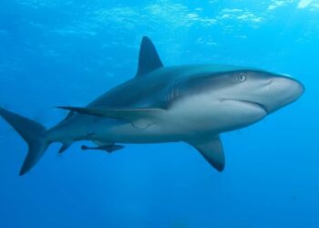 Presentan libro sobre tiburones
