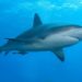Presentan libro sobre tiburones