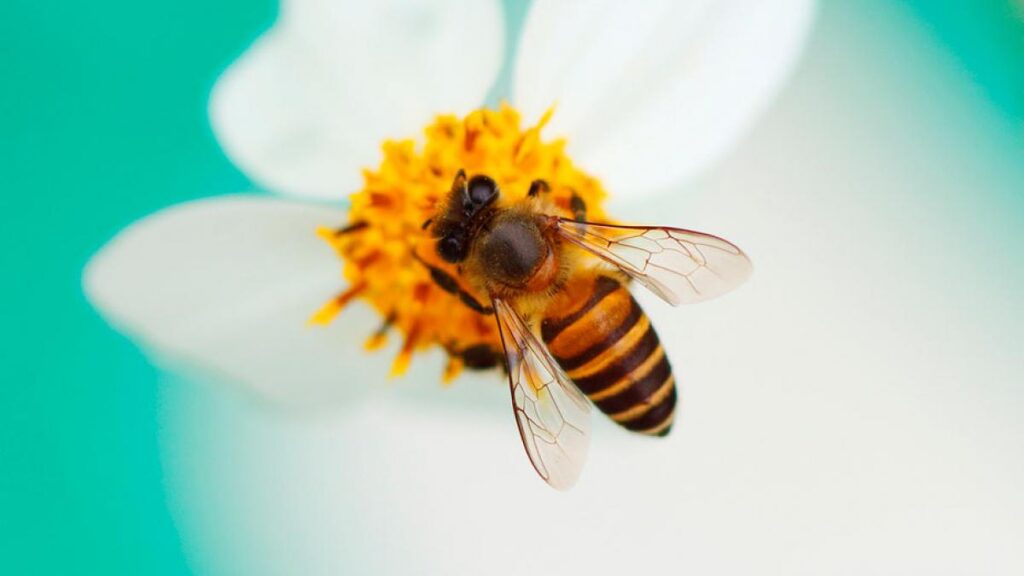 Contaminación impide que los polinizadores encuentren flores