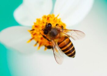 Contaminación impide que los polinizadores encuentren flores