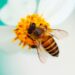Contaminación impide que los polinizadores encuentren flores