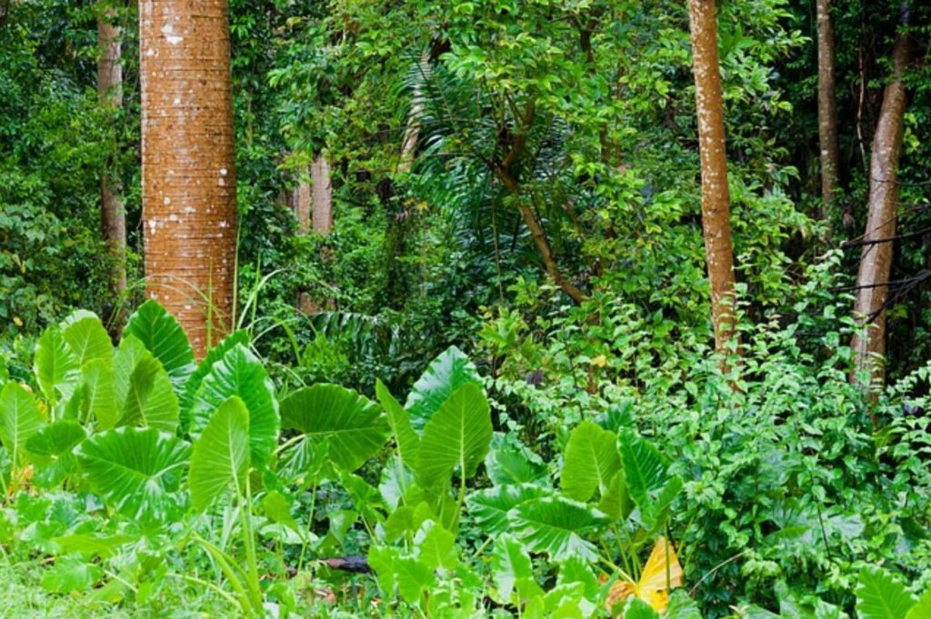 Recuperan bosques tropicales talados