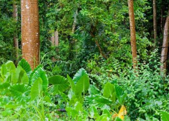 Recuperan bosques tropicales talados