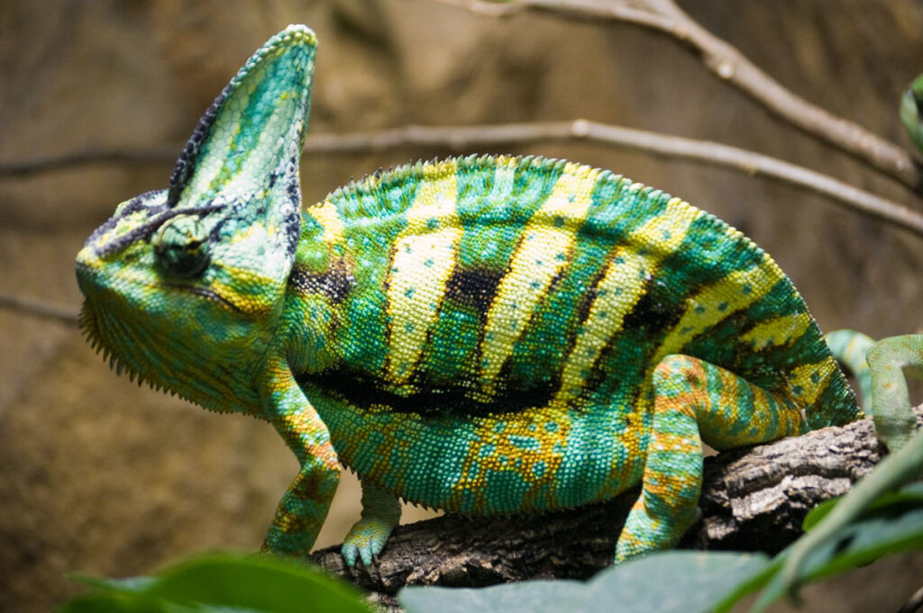 Especies exóticas invasoras, segunda causa de pérdida de biodiversidad