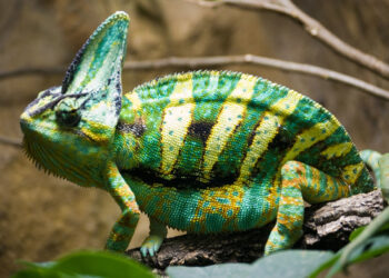 Especies exóticas invasoras, segunda causa de pérdida de biodiversidad