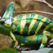 Especies exóticas invasoras, segunda causa de pérdida de biodiversidad