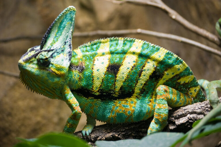 Especies exóticas invasoras, segunda causa de pérdida de biodiversidad