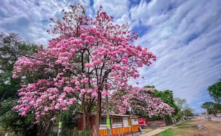 palo de rosa