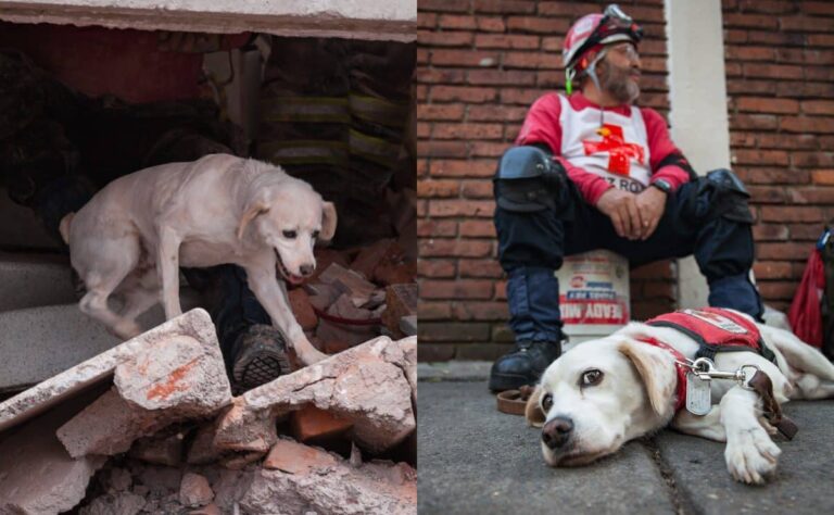 Perros-rescatistas-que-entrena-la-UNAM