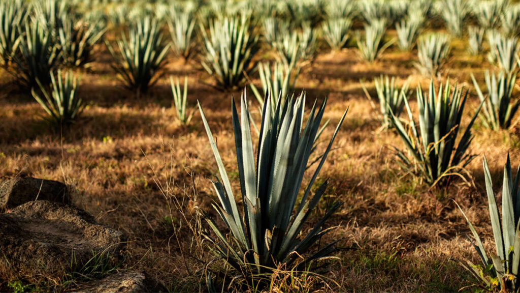 agaves_endemicos