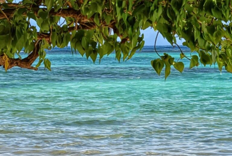 Por el cambio climático el océano es más verde