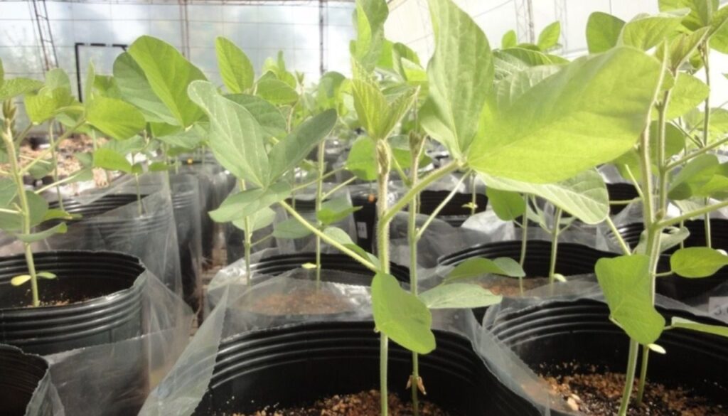 Avanzan biotecnologías para la biofertilización